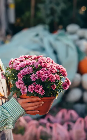 BOTANICAL flowers